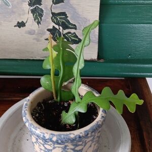 ZIGZAG CACTUS ( Fishbone Orchid Cactus  )